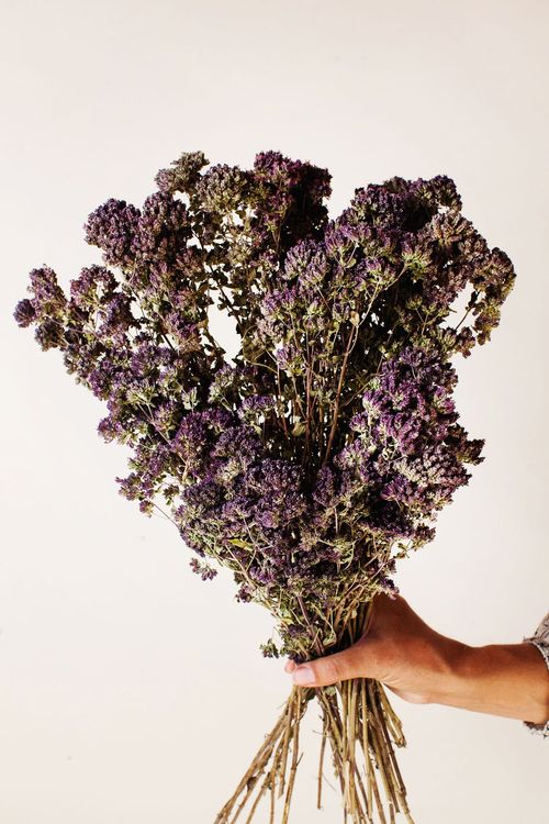 Idlewild Floral Co. Dark Purple Oregano Blooms