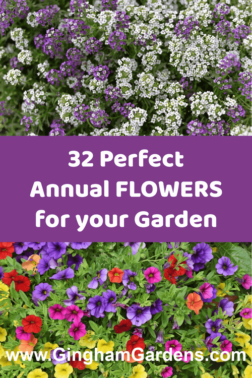 Image of Flowers with Text Overlay - 32 Perfect Annual Flowers