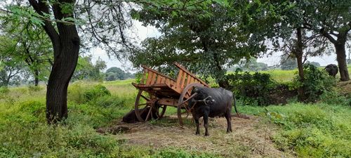 a cow standing next to a wooden cart