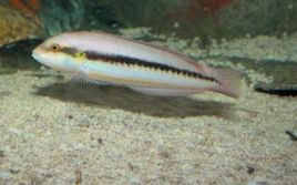 slippery dick 3