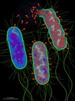 Viral enzyme cuts bacterial sensor protein, triggering defense against invading phages - phys.org