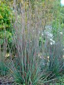 Perennial Farm Marketplace Schizachyrium s. 'Standing Ovation' (Little Bluestem) Ornamental Grass, Size-#1 Container, Bluish Green Foliage