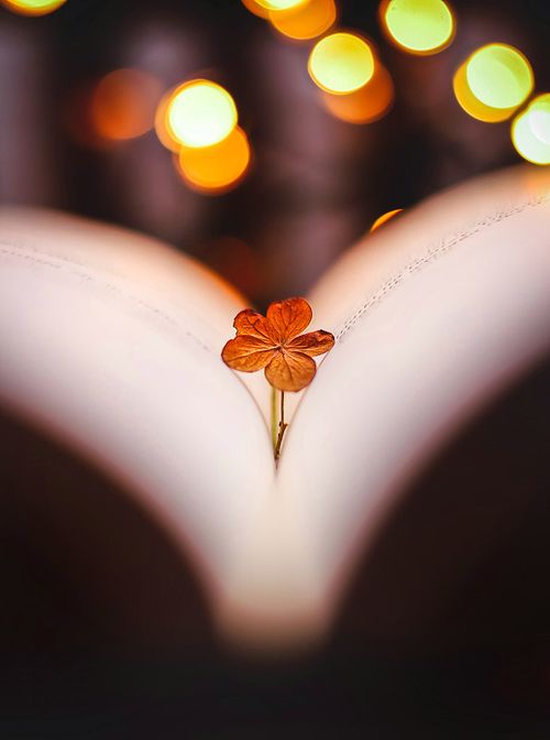 蝴蝶在花上的特写照片下载