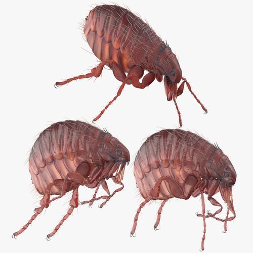Flea Poses 3d model