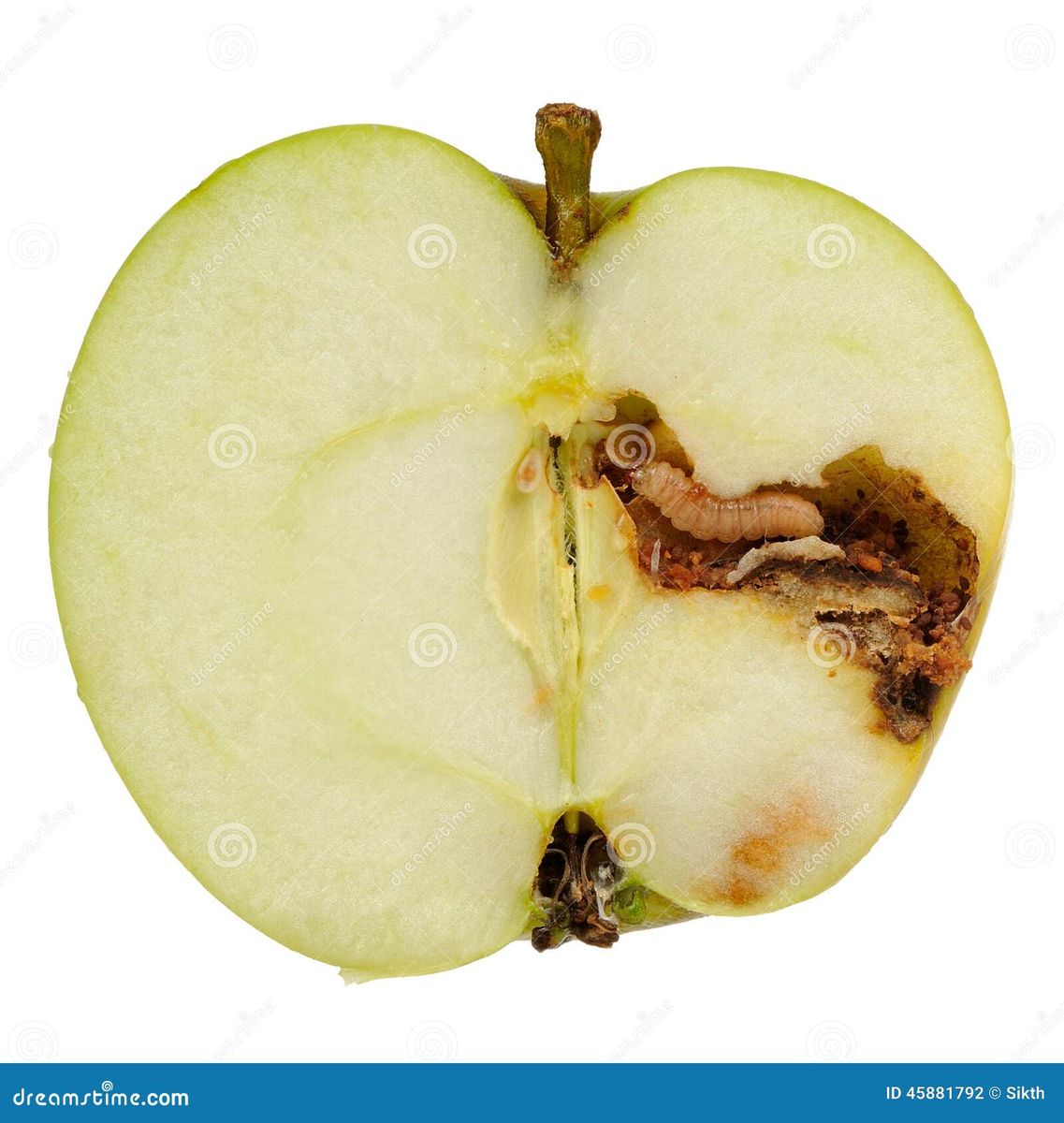 Worm Die Apple Op Witte Achtergrond Eten Stock Foto - Image of beet, parasitisch: 45881792