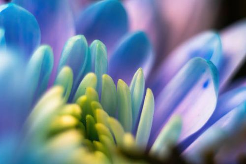 close-up, petals of chrysanthemum flowers. gentle pastel colors, emerald, blue and purple, green and yellow shades. selective focus. the concept of background wallpaper. blur. - purple flowers stock pictures, royalty-free photos & images