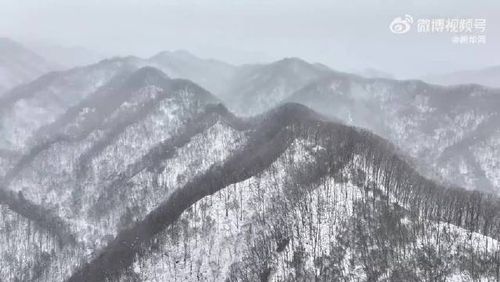 雪花与山茱萸花邂逅