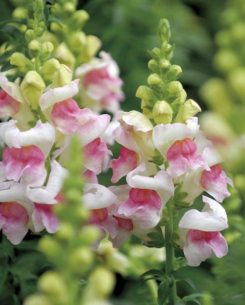 planta con flor boca de dragón, antirrhinum