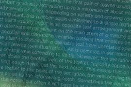 Dazed illustration 3