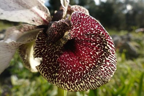 Iris bismarckiana Regel