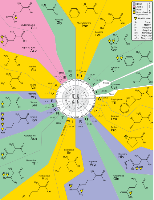 geneticcode21 version 2