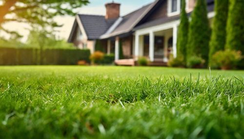 Close-up of green lawn with blurred house in the background. Backyard landscaping.