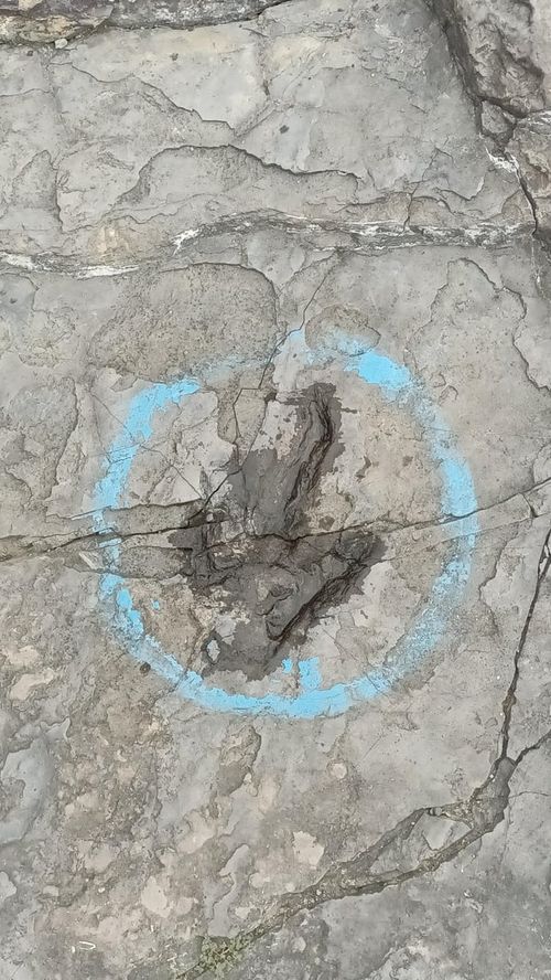 r/Paleontology - Real dinosaur footprints plus a belly imprint from Culpeper VA quarry!