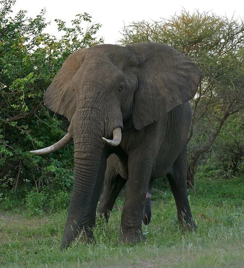 african elephant loxodonta africana male 17289351322