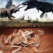 r/Dinosaurs - Anybody else notice that the fighting dinosaurs fossil is the mini version of the trex triceratops beef?