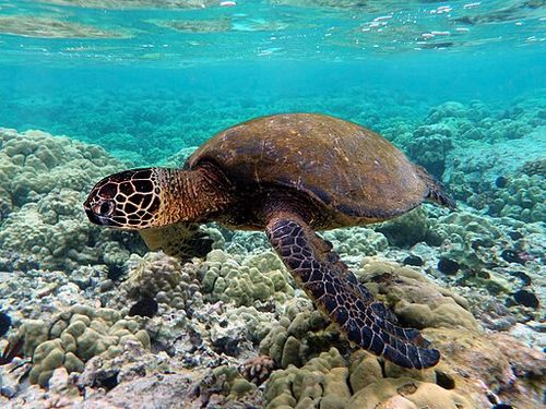 FlatBack Turtle