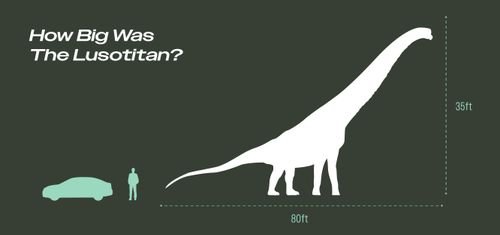 Infographic comparing the size of a Lusotitan to a car and an average human