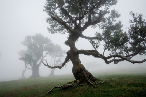 Fanal laurel forest in mist