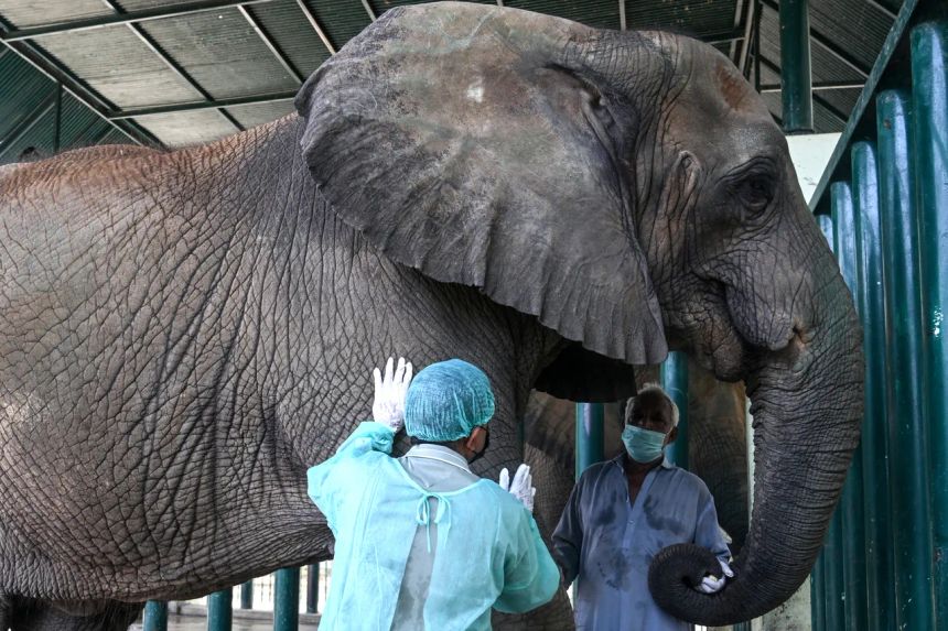 Veterinarians Intensify Treatment for Ailing Elephant Madhubala in Pakistan