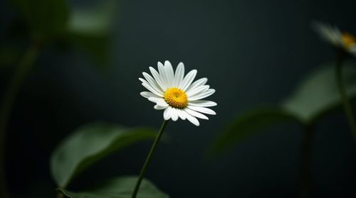 Create your own beautiful nature image with Canva