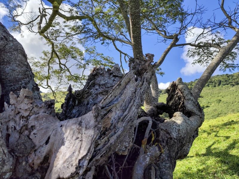 Gnarled tree branch in green landscape. High quality photo. Gnarled tree stock images, royalty-free photos and pictures