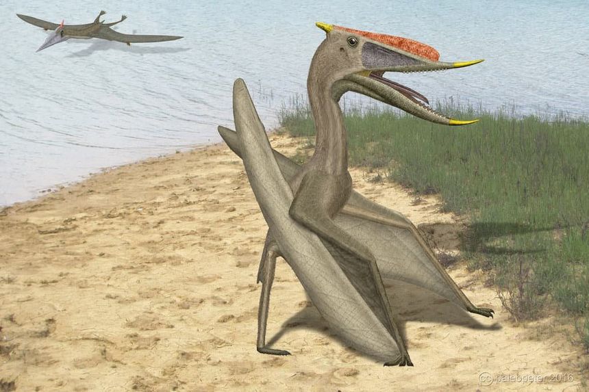Dsungaripterus