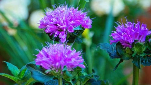 Close up of three purple, spiky flowers on the tops of tall, thick green stems. Each flower has a dome shape consisting of tiny trumpet shaped petals growing from it.