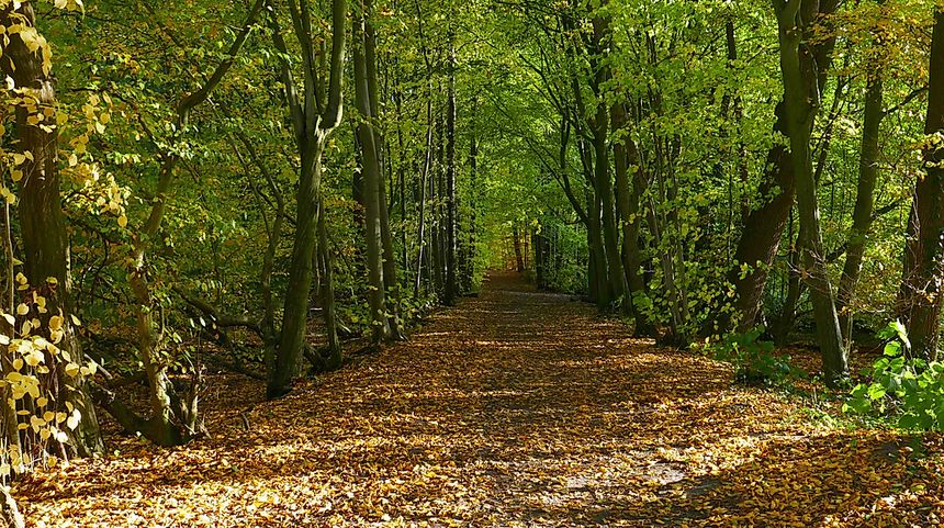 Wohldorf-Ohlstedt Umgebung