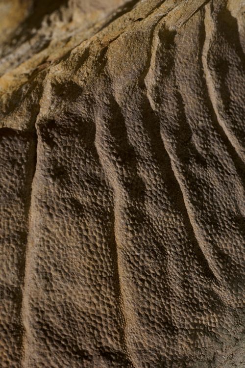 This is an Edmontosaurus collected from South Dakota. Sub adult body fossil with skin. The snout is a cast. Detail shots of Edmontosaurus showcasing scales and wrinkles on the dorsal midline. (Fleshy frill)