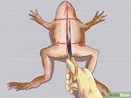 Step 5 Open the frog as instructed.