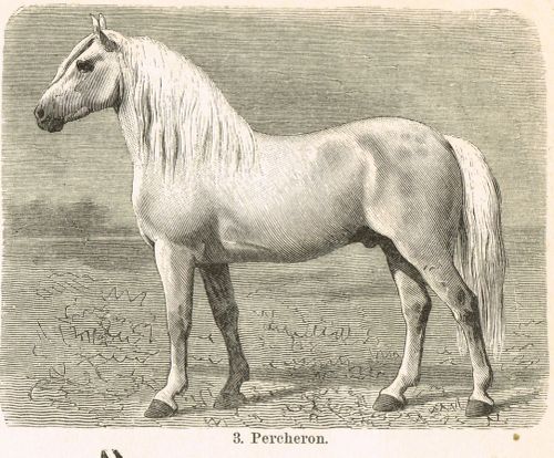 HORSE  BREEDS   Engraving  ORIGINAL ANTIQUE PRINT 1898 Horses - Image 3 of 4