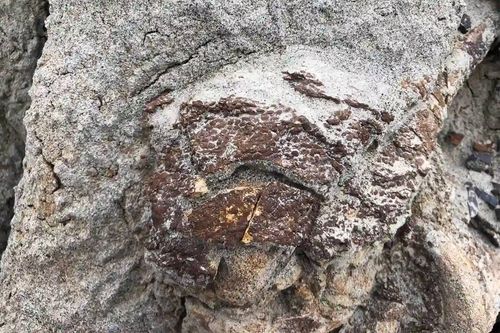 Fossilized Dinosaur Skin