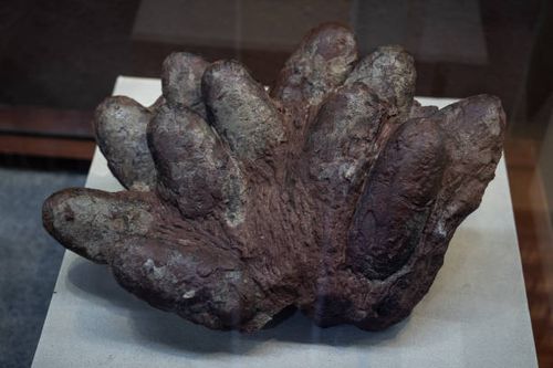 Dinosaur egg fossils are displayed at Heyuan Dinosaur Museum on October 26, 2022 in Guangzhou, Guangdong Province of China. Heyuan is one of the...