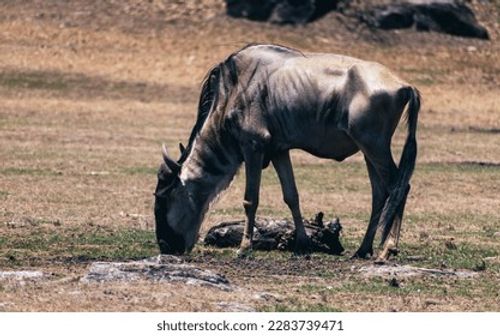 Gnu wildlife Costa Rica, Animals reserve  Stock Photo