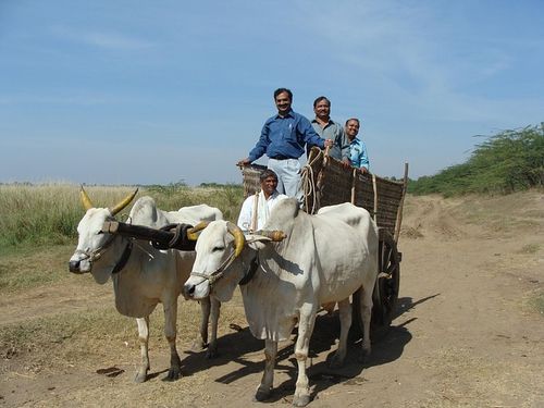 Free Oxen Cart photo and picture