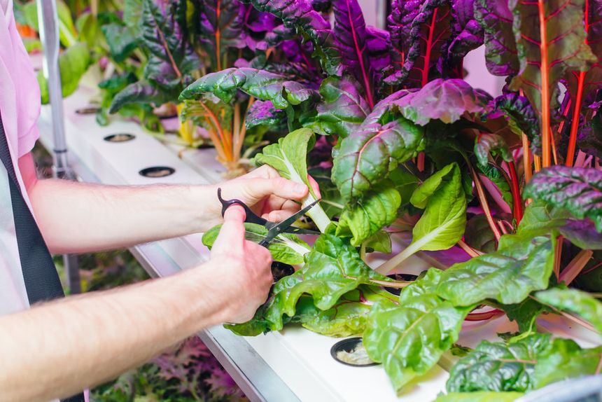 hydroponic drip system