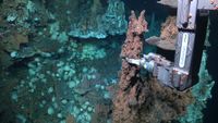 When a deep-sea robot ventured down into the Atlantic's Doldrums, it found something massive no one expected – leaving scientists stunned - BBC Wildlife Magazine