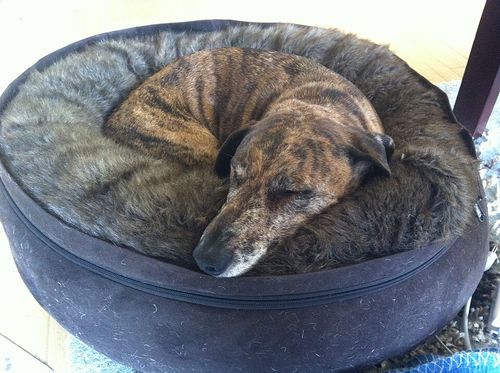 Comfort - Wikipedia