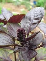 Red rubin basil - Wikipedia