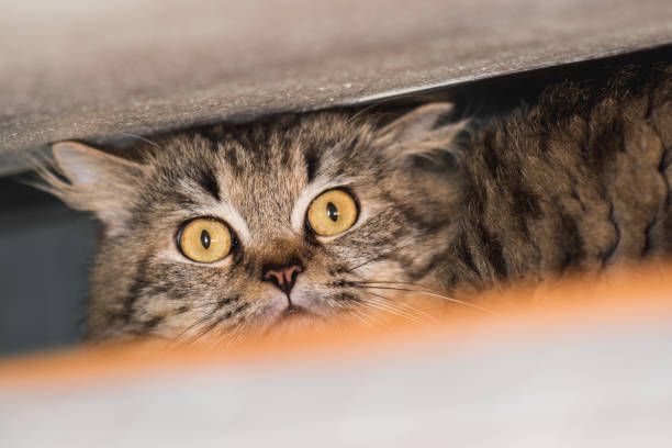Gato asustado debajo de la cama