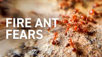 The fight to eradicate red imported fire ant - ABC News