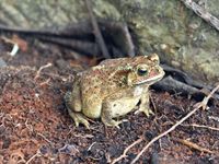 Unusual senses: the secret superpowers of amphibians and reptiles - The Conversation