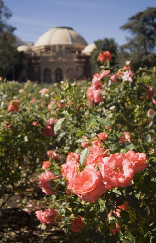 salmon colored roses at the Exposition Park Rose Garden with Natural History Museum blurred in background