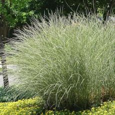 Maiden Grass Morning Light Plants | 3 Live Seedlings | Miscanthus Sinensis | Perfect for Outdoor Landscaping | Hardy & Elegant Lush Ornamental Grass