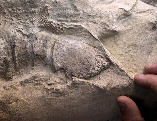Hoof of the dinosaur in the middle of the fossil with a person's fingers touching the fossil in the lower right of the image