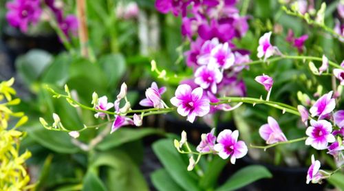 Close-up of a flowering orchid plant in a tropical garden. The leaves of the orchid are large, oval, glossy green in color, grow in the form of a rosette. The flowers are small, consist of three petals and three sepals of almost the same shape. Petals and sepals are bright pink with white edges.