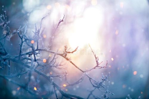Winter nature. Christmas holiday background. Frozen tree branch closeup. Nature stock images, royalty-free photos and pictures