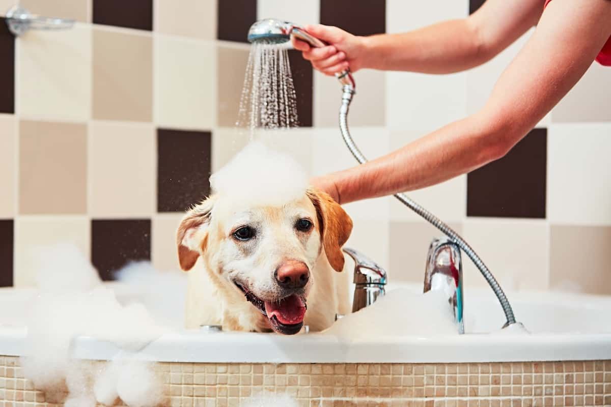 How Often Wash A Dog Gegu Pet