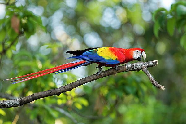 Scarlet+Macaw