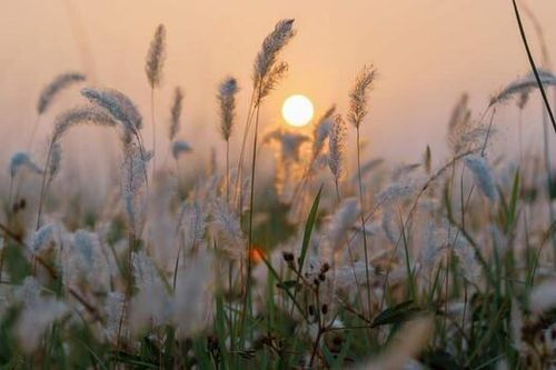 Blooming flower in nature photo